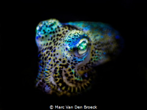 "cuttle"fish by Marc Van Den Broeck 